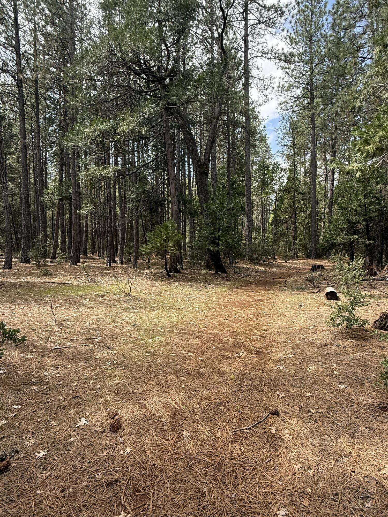 Ponderosa Way Shingletown, CA 96088 - Photo 9 of 12 a view of outdoor space with trees