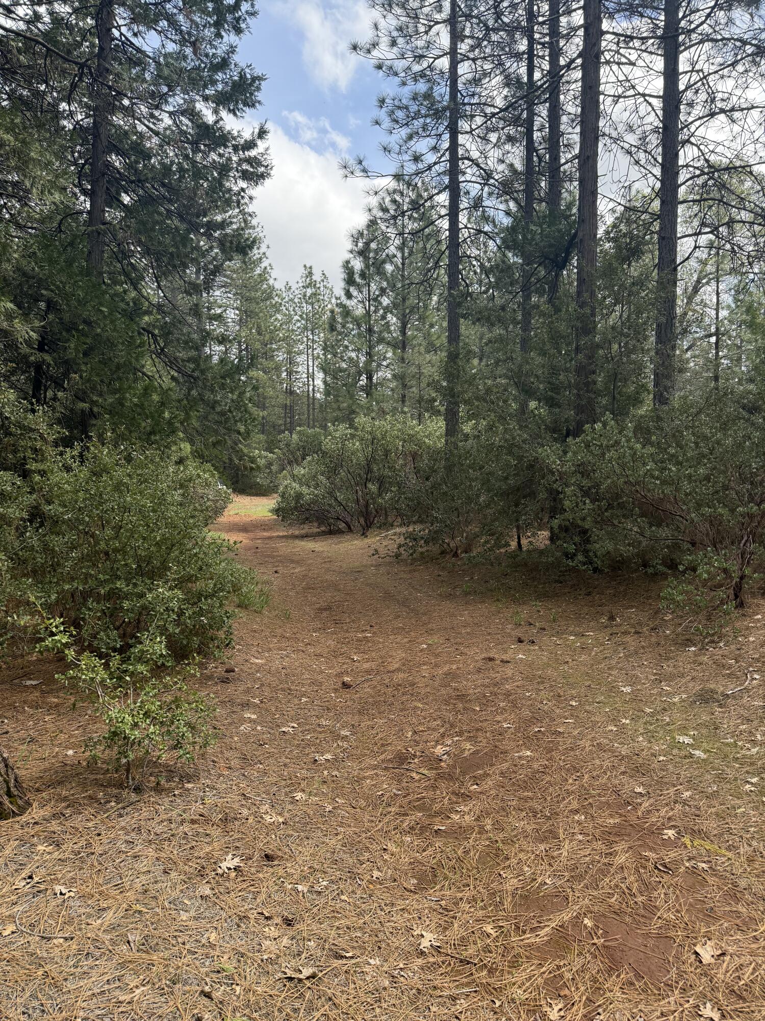 Ponderosa Way Shingletown, CA 96088 - Photo 10 of 12 a view of a yard with a tree
