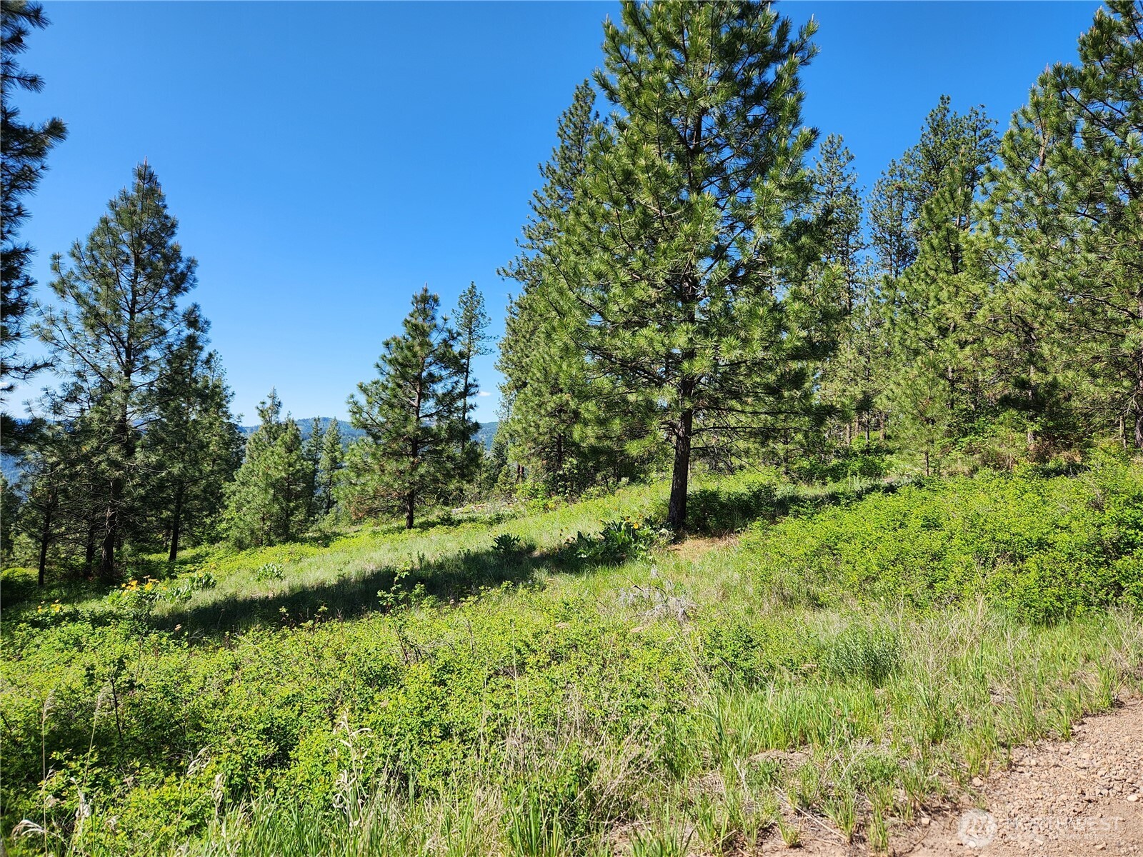 0 Gold Mountain Road Republic, WA 99166 - Photo 2 of 9 a view of a lush green forest with lots of trees