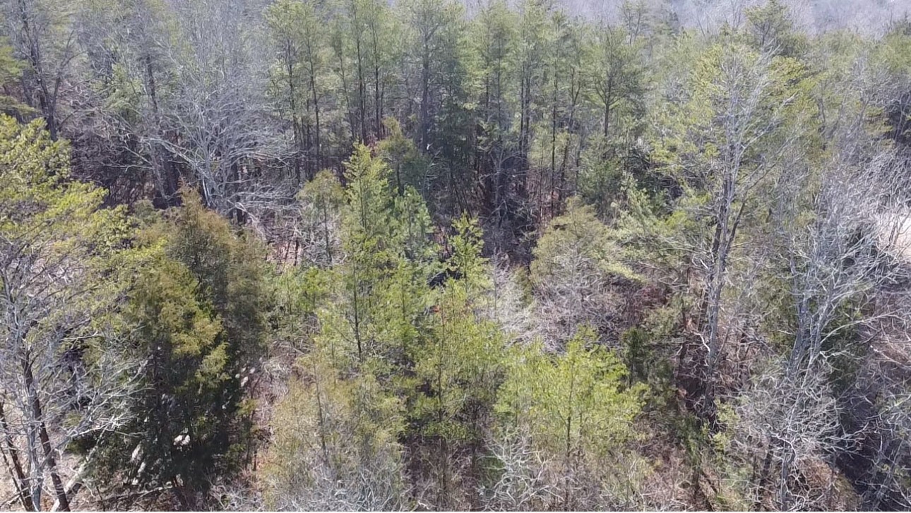 146 Till Road Hohenwald, TN 38462 - Photo 11 of 23 a view of a forest that has large trees