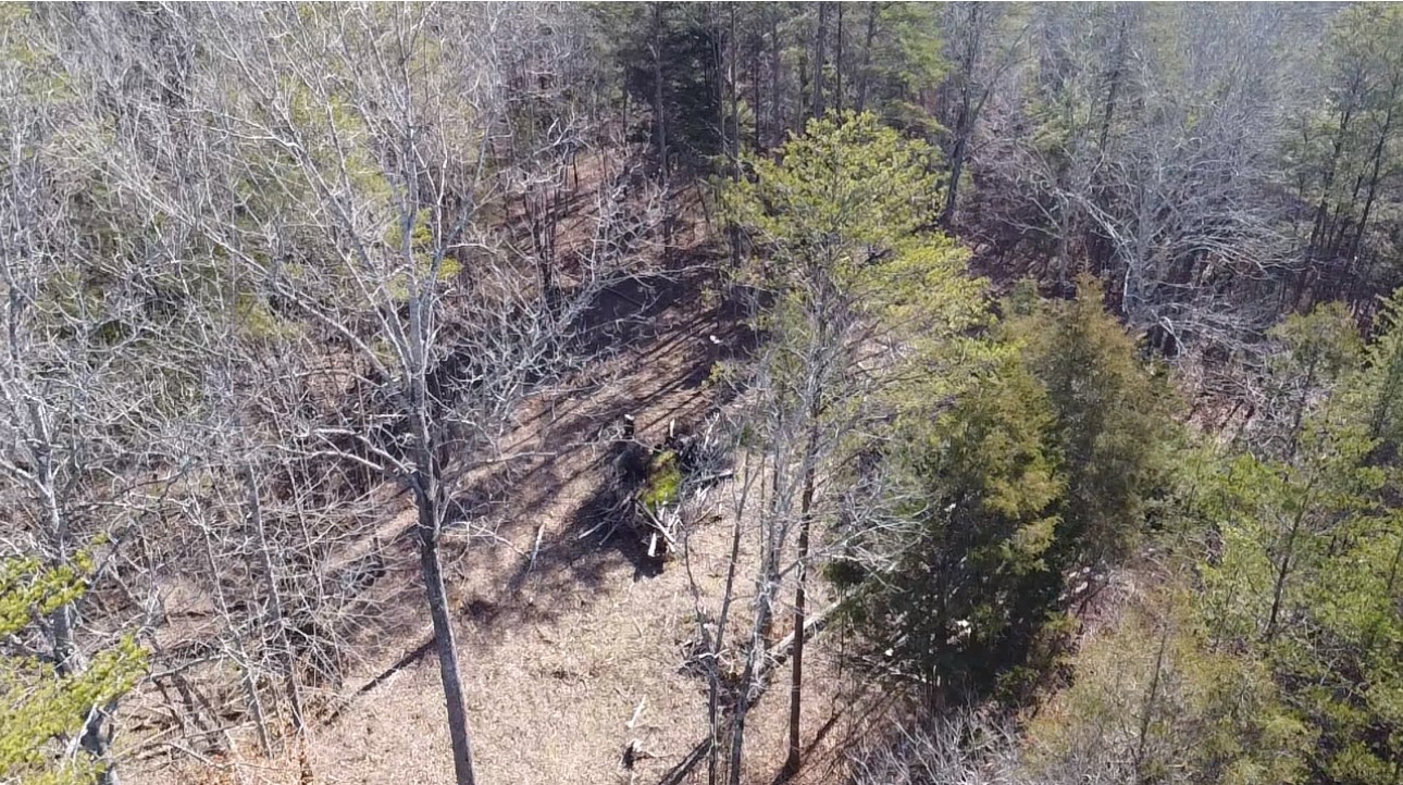 146 Till Road Hohenwald, TN 38462 - Photo 13 of 23 a view of a forest with lots of trees