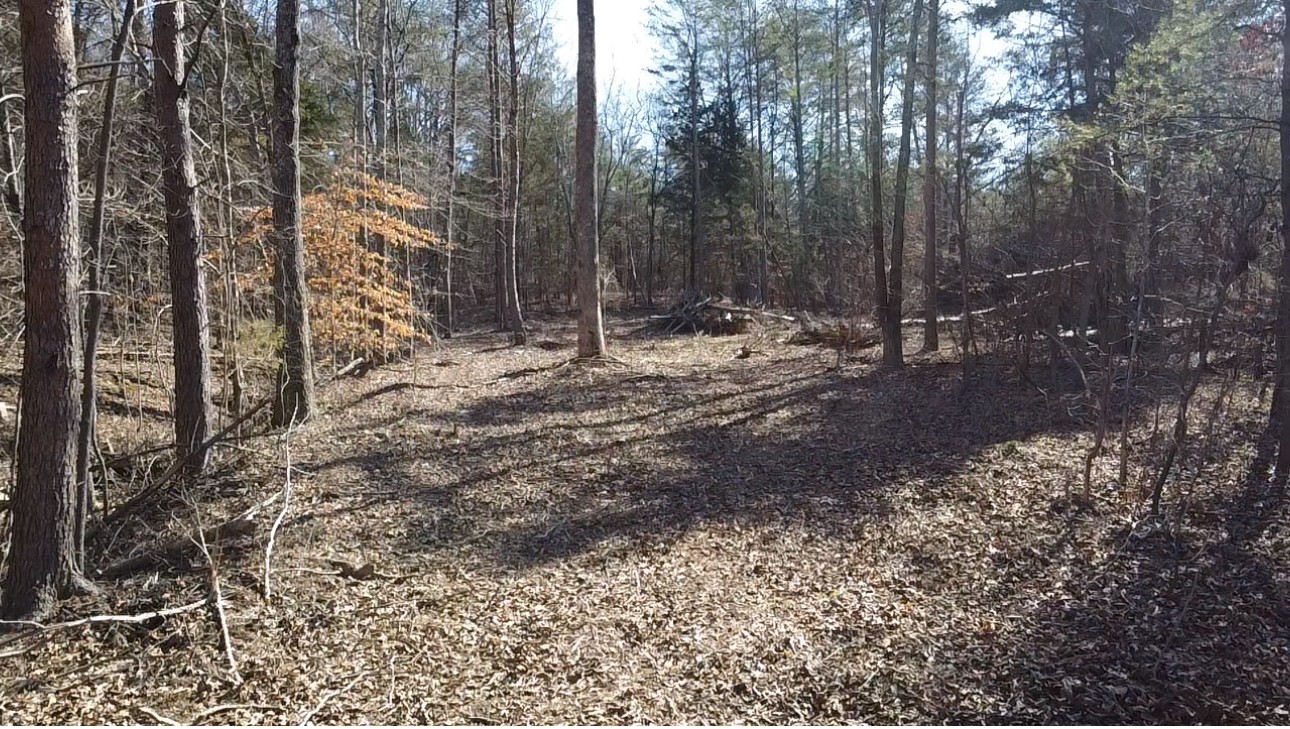 146 Till Road Hohenwald, TN 38462 - Photo 14 of 23 a view of a forest filled with trees