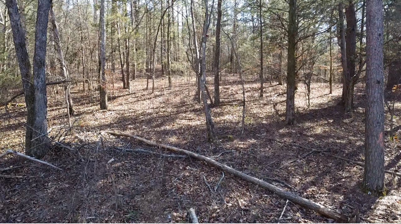 146 Till Road Hohenwald, TN 38462 - Photo 17 of 23 a view of a yard with lots of trees
