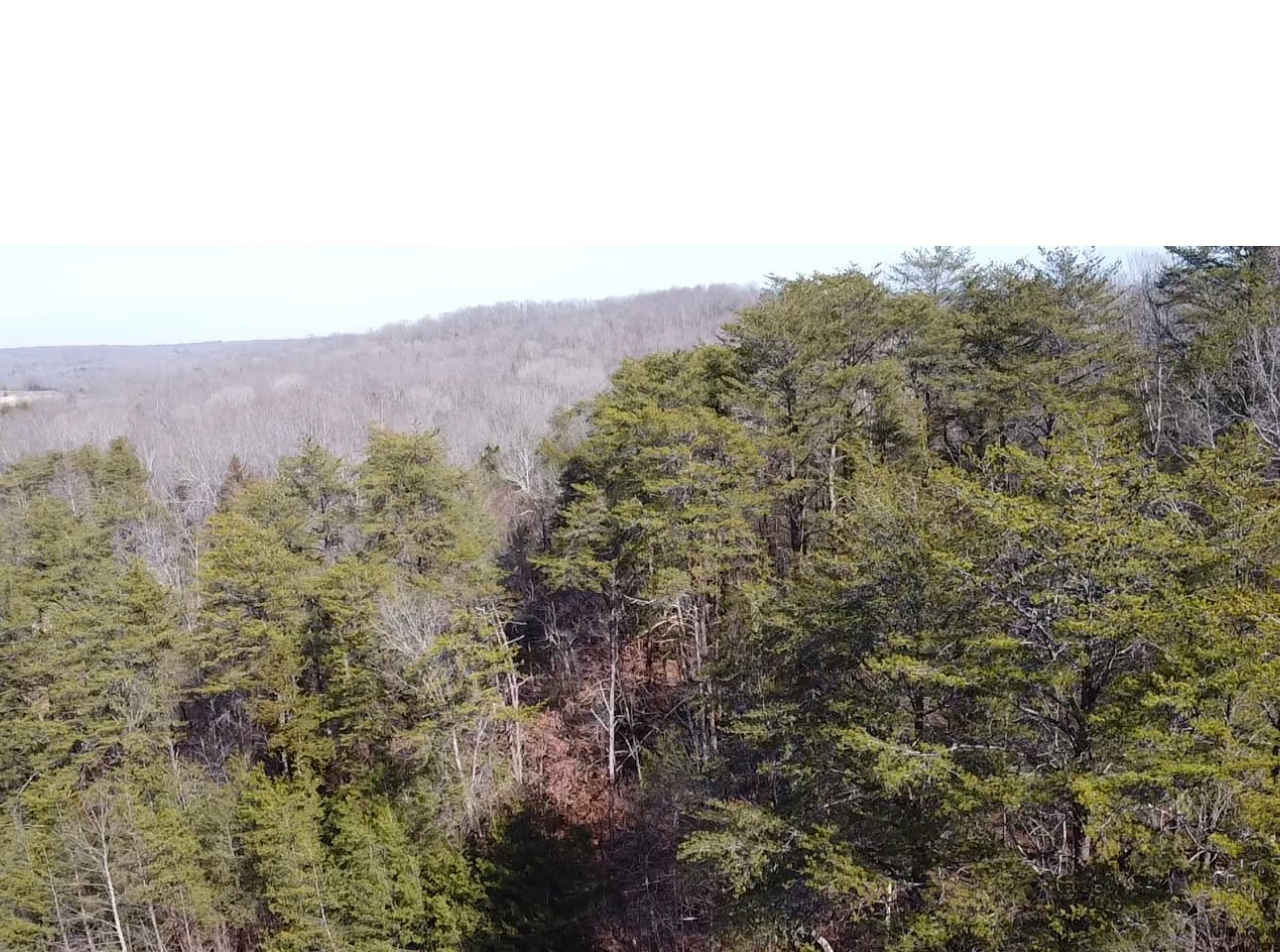 146 Till Road Hohenwald, TN 38462 - Photo 19 of 23 a view of a dry yard