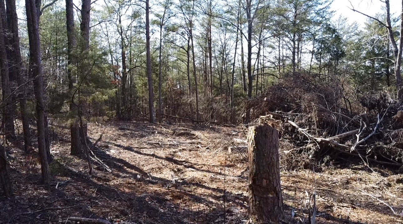 146 Till Road Hohenwald, TN 38462 - Photo 20 of 23 a view of a forest filled with trees