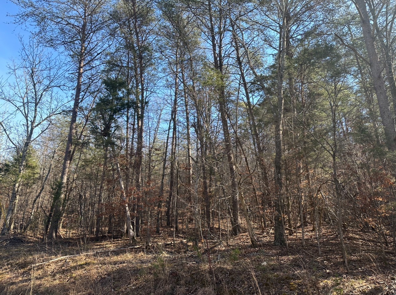 146 Till Road Hohenwald, TN 38462 - Photo 21 of 23 a view of covered with trees