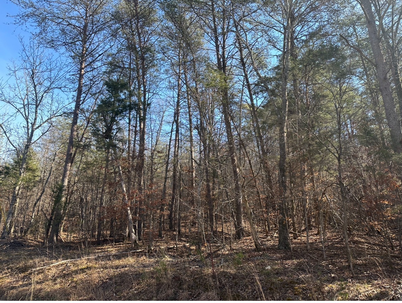 146 Till Road Hohenwald, TN 38462 - Photo 22 of 23 a view of outdoor space and covered with tall trees
