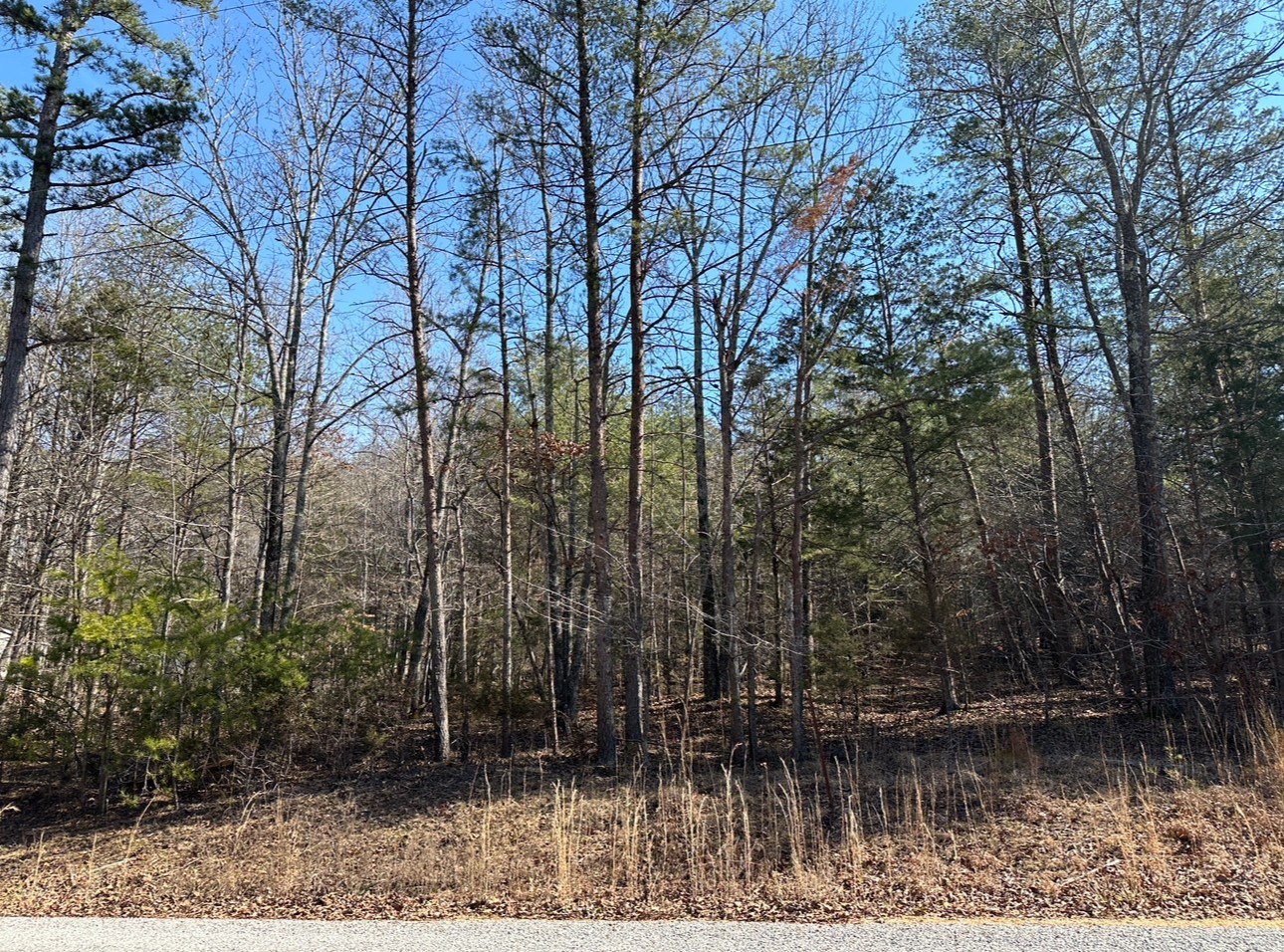146 Till Road Hohenwald, TN 38462 - Photo 23 of 23 a backyard of a house with lots of green space