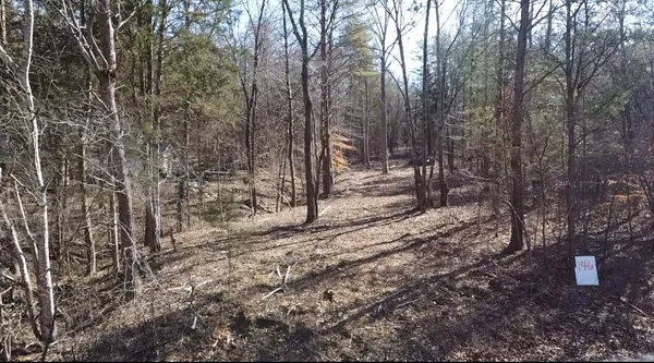 a view of a forest with trees