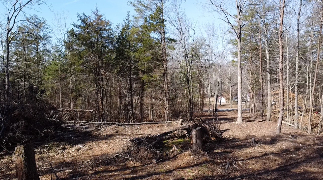 146 Till Road Hohenwald, TN 38462 - Photo 6 of 23 a view of a yard with trees
