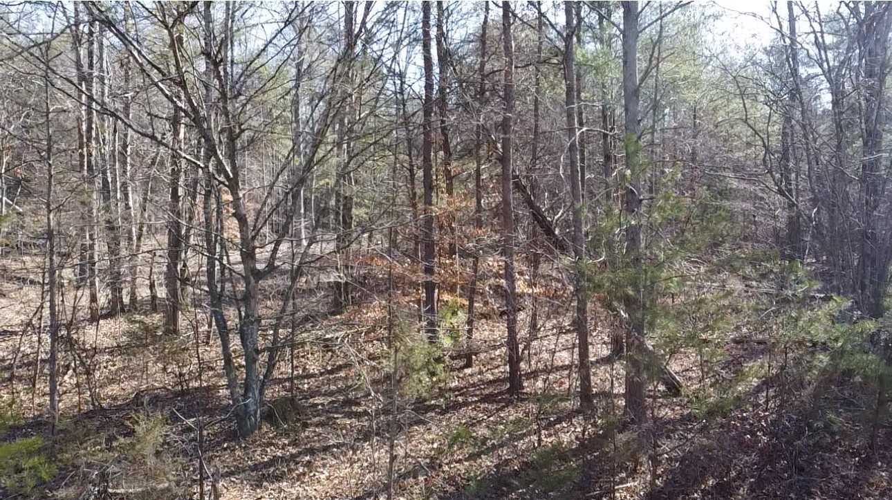 146 Till Road Hohenwald, TN 38462 - Photo 7 of 23 a view of forest