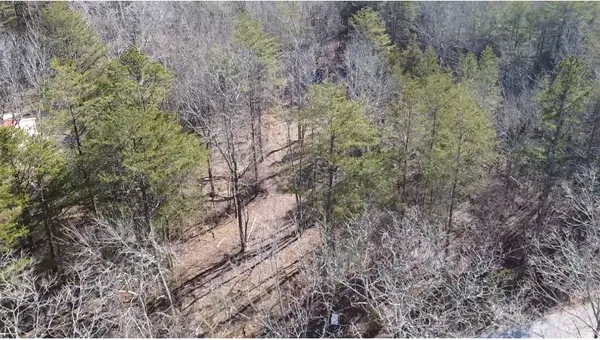 a view of a forest with lots of trees