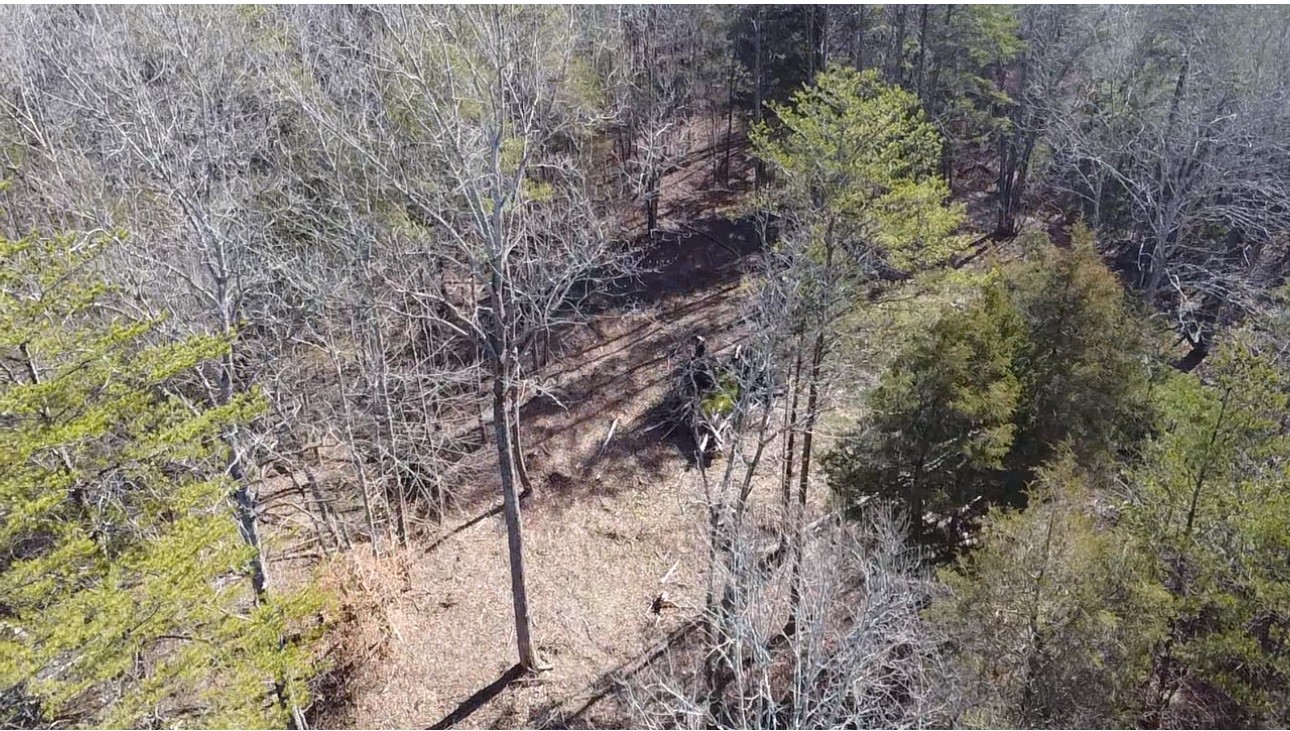 146 Till Road Hohenwald, TN 38462 - Photo 10 of 23 a view of a forest with lots of trees
