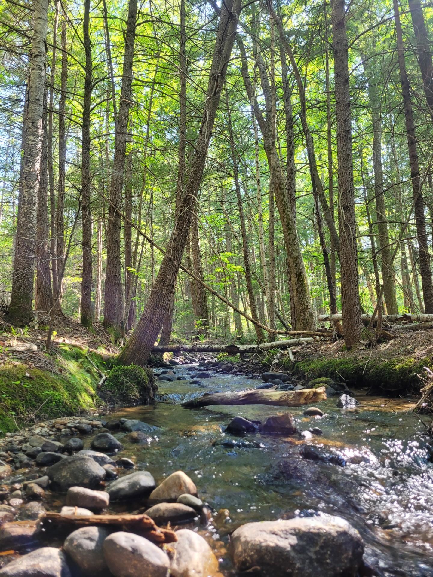 86 Currier Road, Unit LOT 27 Hill, NH 03243 - Photo 11 of 17