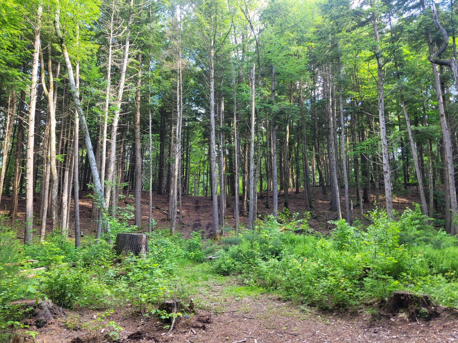 86 Currier Road, Unit LOT 27 Hill, NH 03243 - Photo 12 of 17