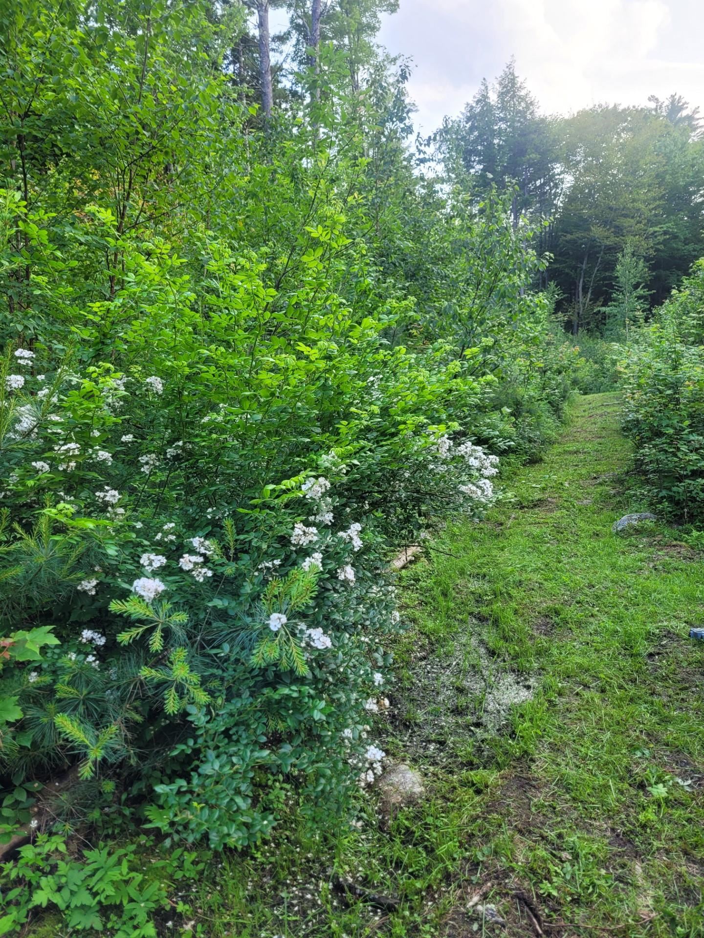 86 Currier Road, Unit LOT 27 Hill, NH 03243 - Photo 17 of 17