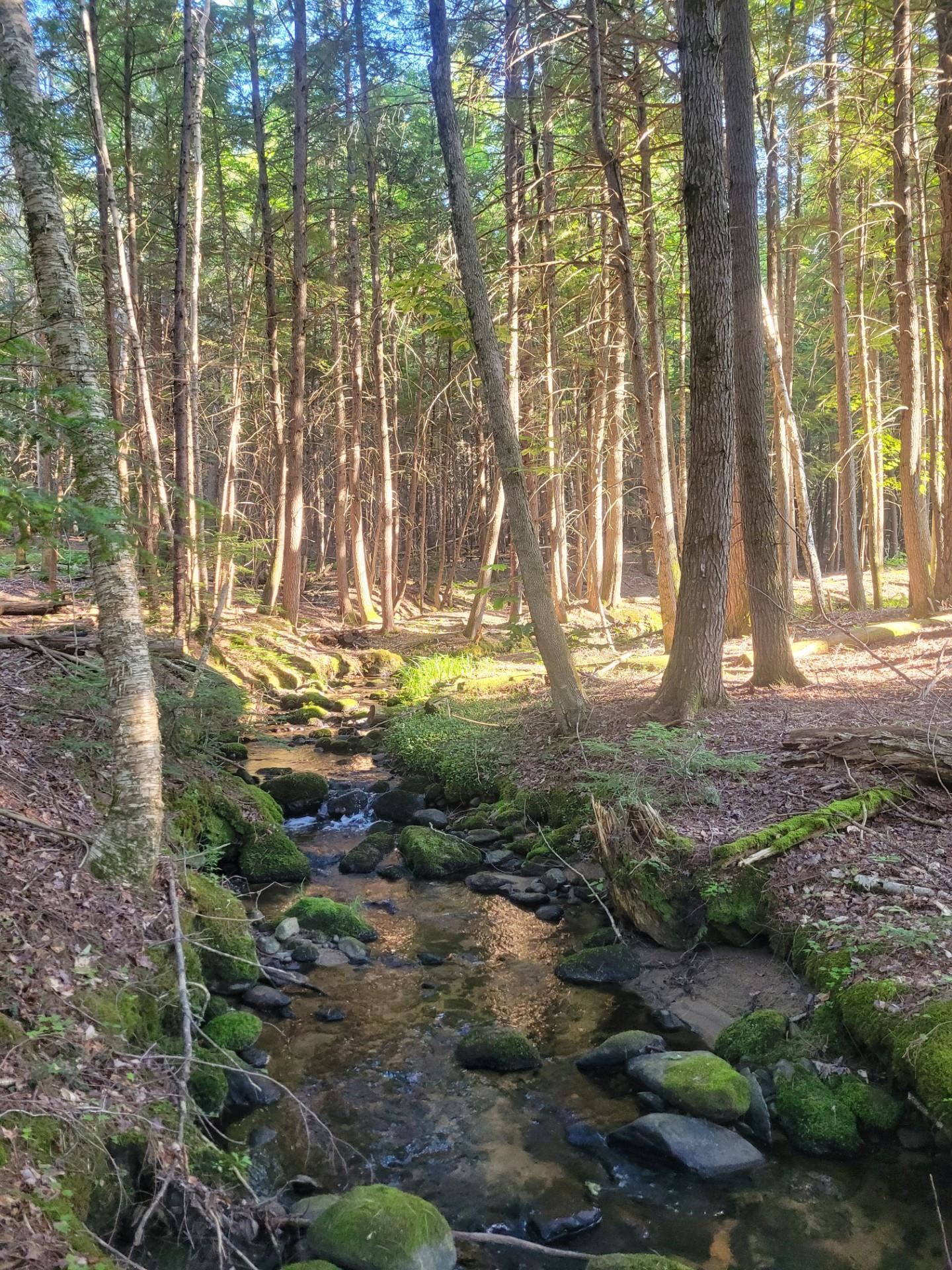 86 Currier Road, Unit LOT 27 Hill, NH 03243 - Photo 5 of 17