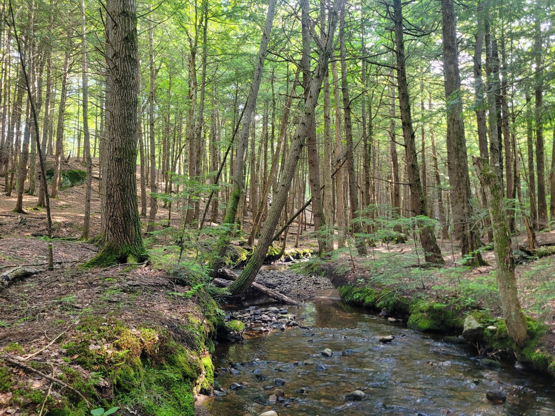 86 Currier Road, Unit LOT 27 Hill, NH 03243 - Photo 6 of 17