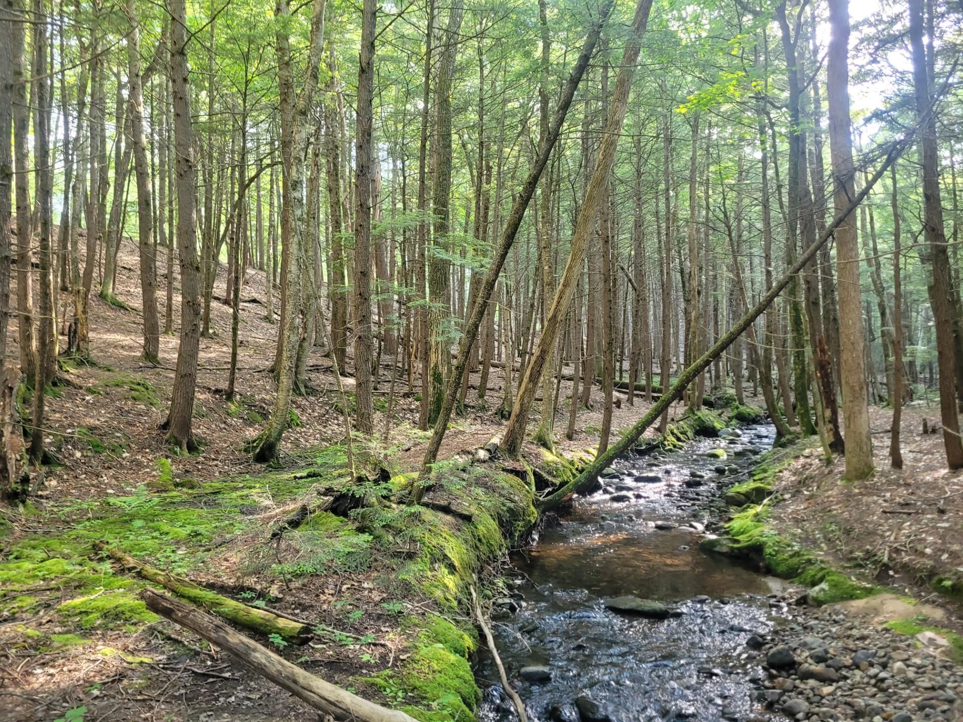 86 Currier Road, Unit LOT 27 Hill, NH 03243 - Photo 7 of 17