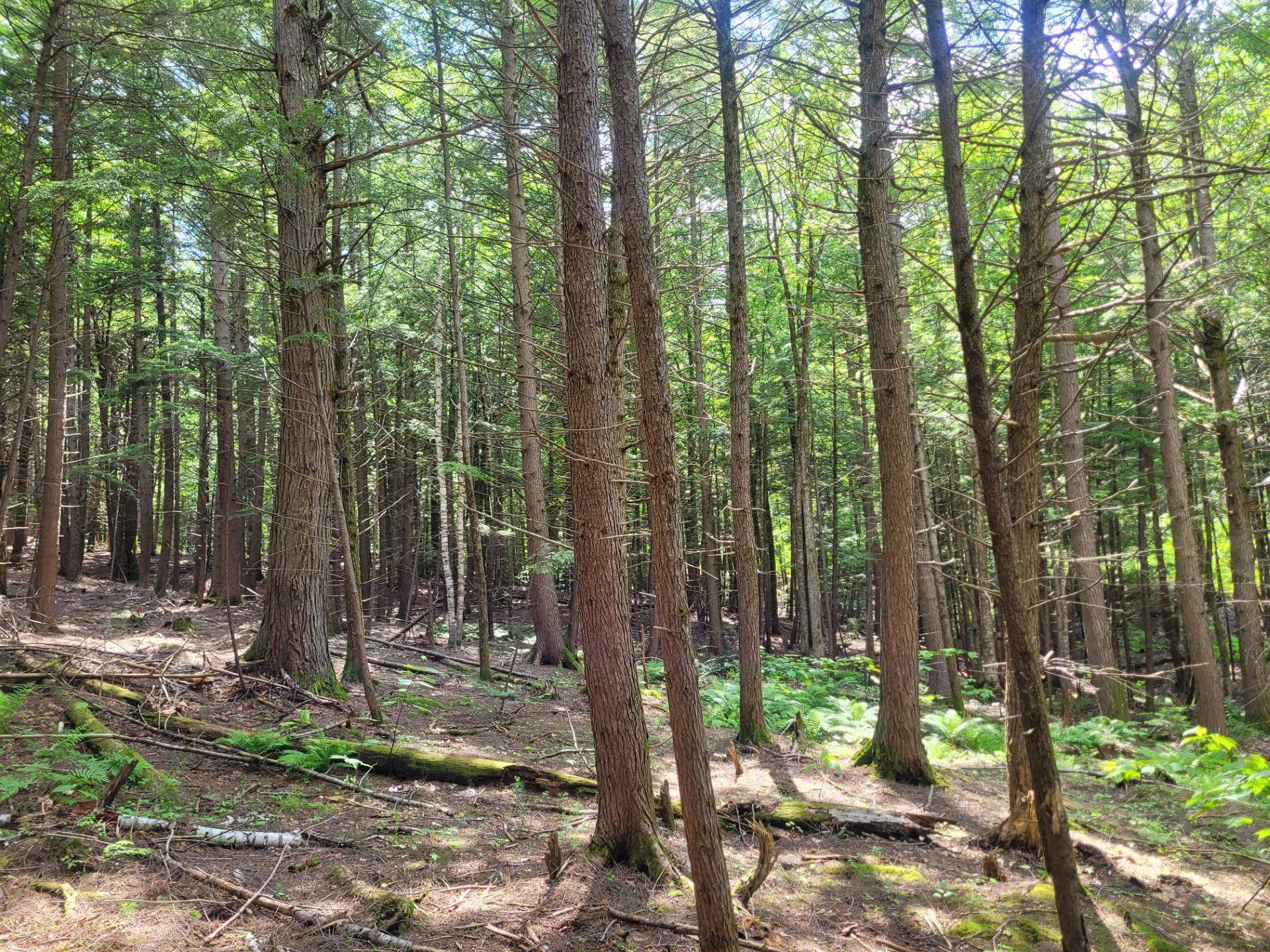 86 Currier Road, Unit LOT 27 Hill, NH 03243 - Photo 9 of 17