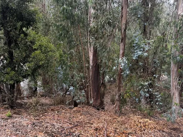 a view of a forest with trees