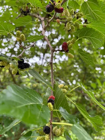 $60,000 | 315 West Furlong Street, Carrier Mills, IL 62917