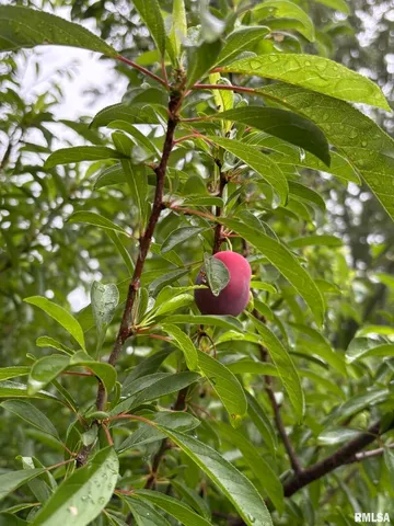 $60,000 | 315 West Furlong Street, Carrier Mills, IL 62917