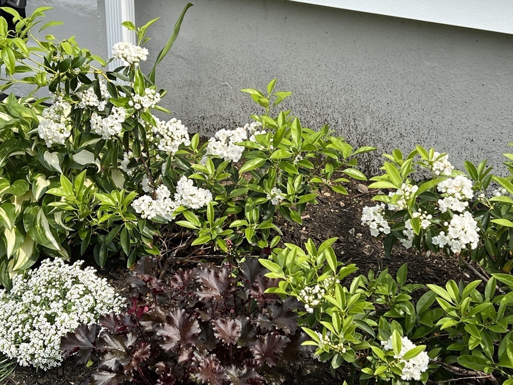 105 Whitney Road Medford, MA 02155 - Photo 40 of 41 Gallery Image 40