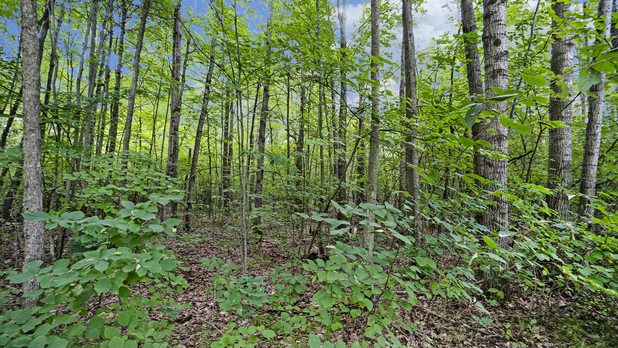 4436 Adams Road Lake, MI 48632 - Photo 11 of 26 023_nextdoorphotos_6