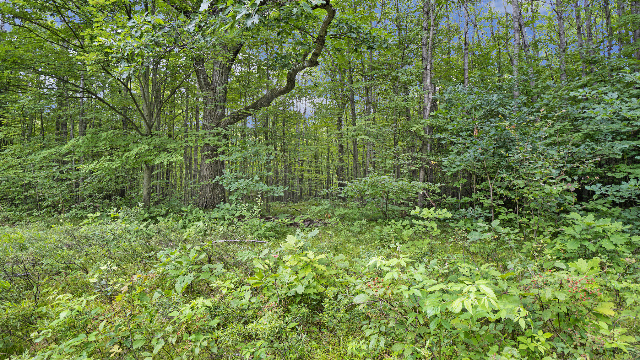 4436 Adams Road Lake, MI 48632 - Photo 2 of 26 014_nextdoorphotos_10