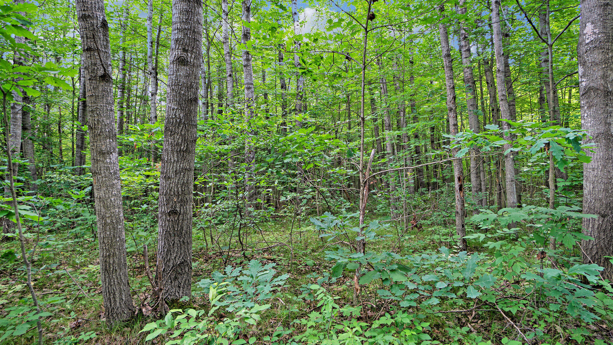 4436 Adams Road Lake, MI 48632 - Photo 3 of 26 015_nextdoorphotos_11