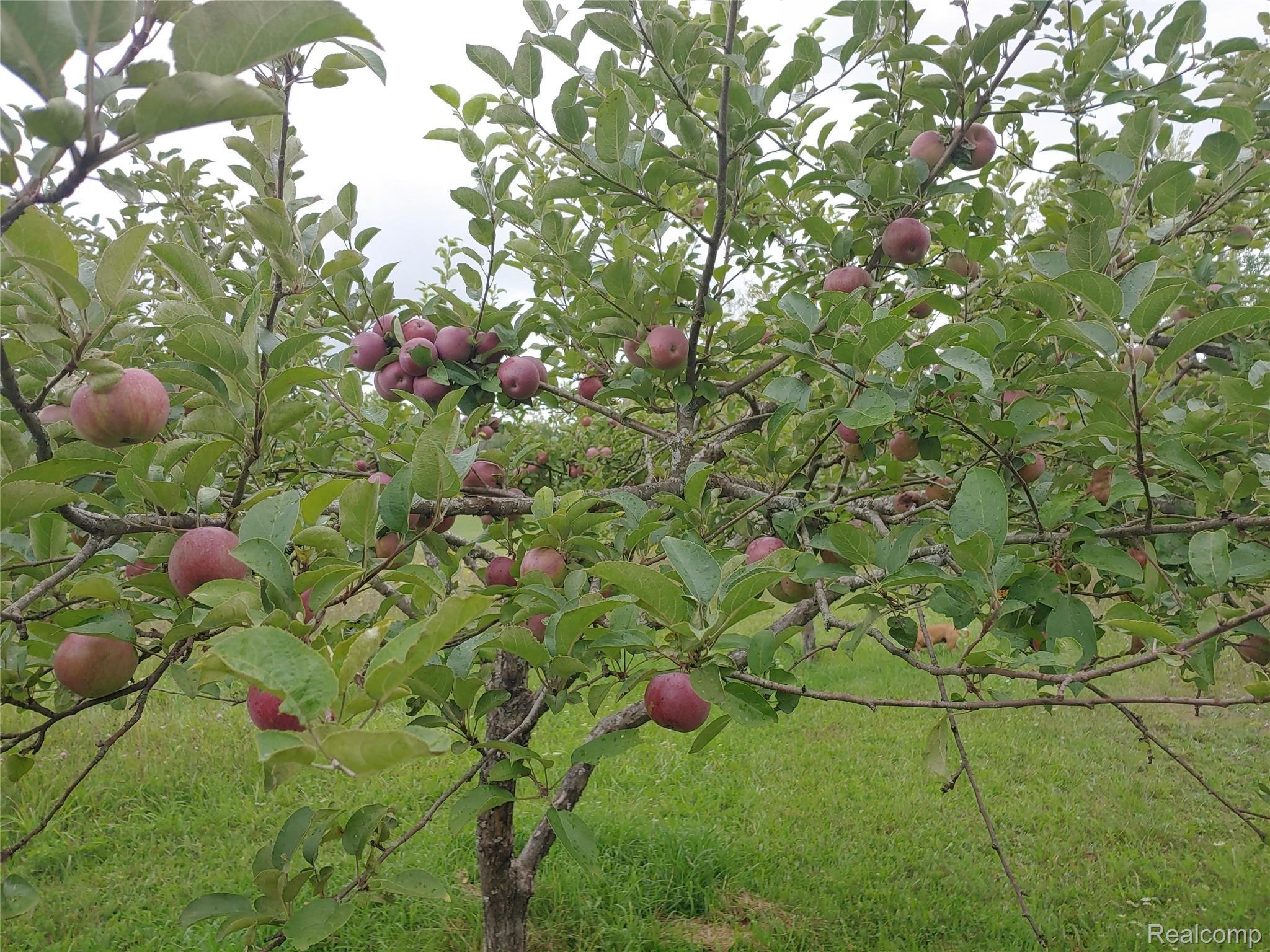 5960 Werth Road Alpena, MI 49707 - Photo 18 of 41 13.jpg