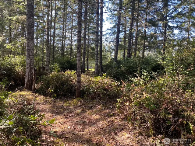 a view of a yard with plants and trees