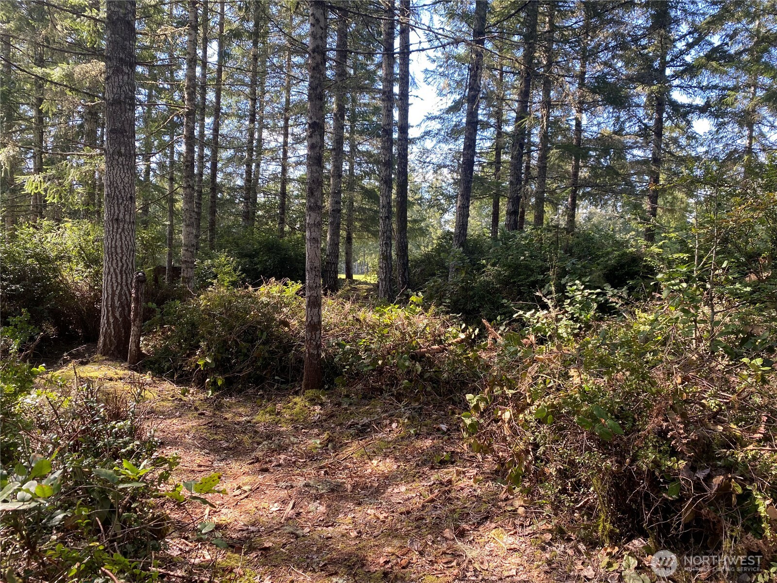 200 East Soderberg Road Allyn, WA 98524 - Photo 11 of 20 a view of a tree in a yard