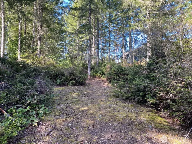 a view of a forest with trees