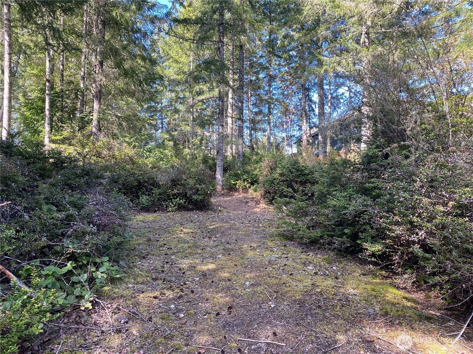 200 East Soderberg Road Allyn, WA 98524 - Photo 9 of 20 a big yard with lots of green space and deers