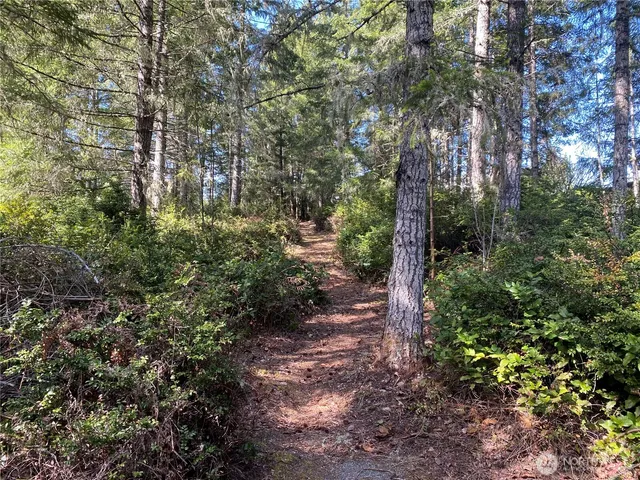 a view of a tree in a yard