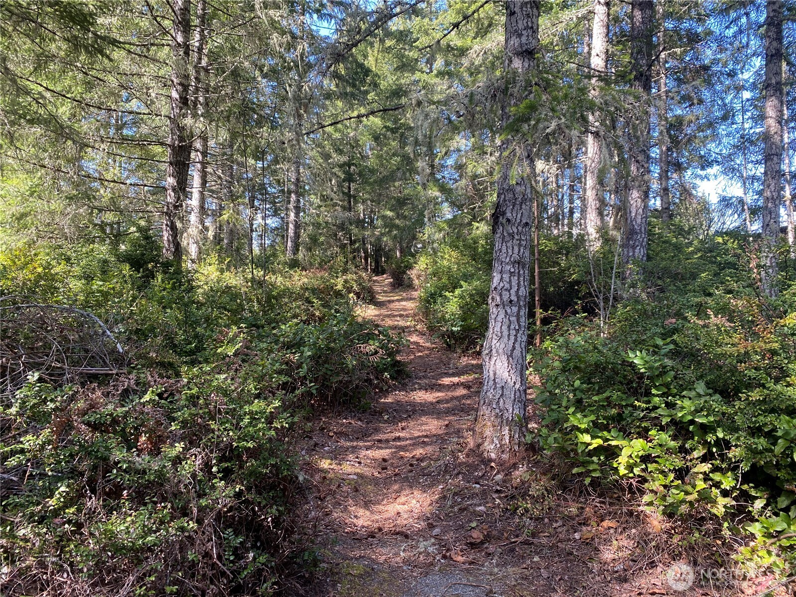 200 East Soderberg Road Allyn, WA 98524 - Photo 10 of 20 a view of a forest with trees