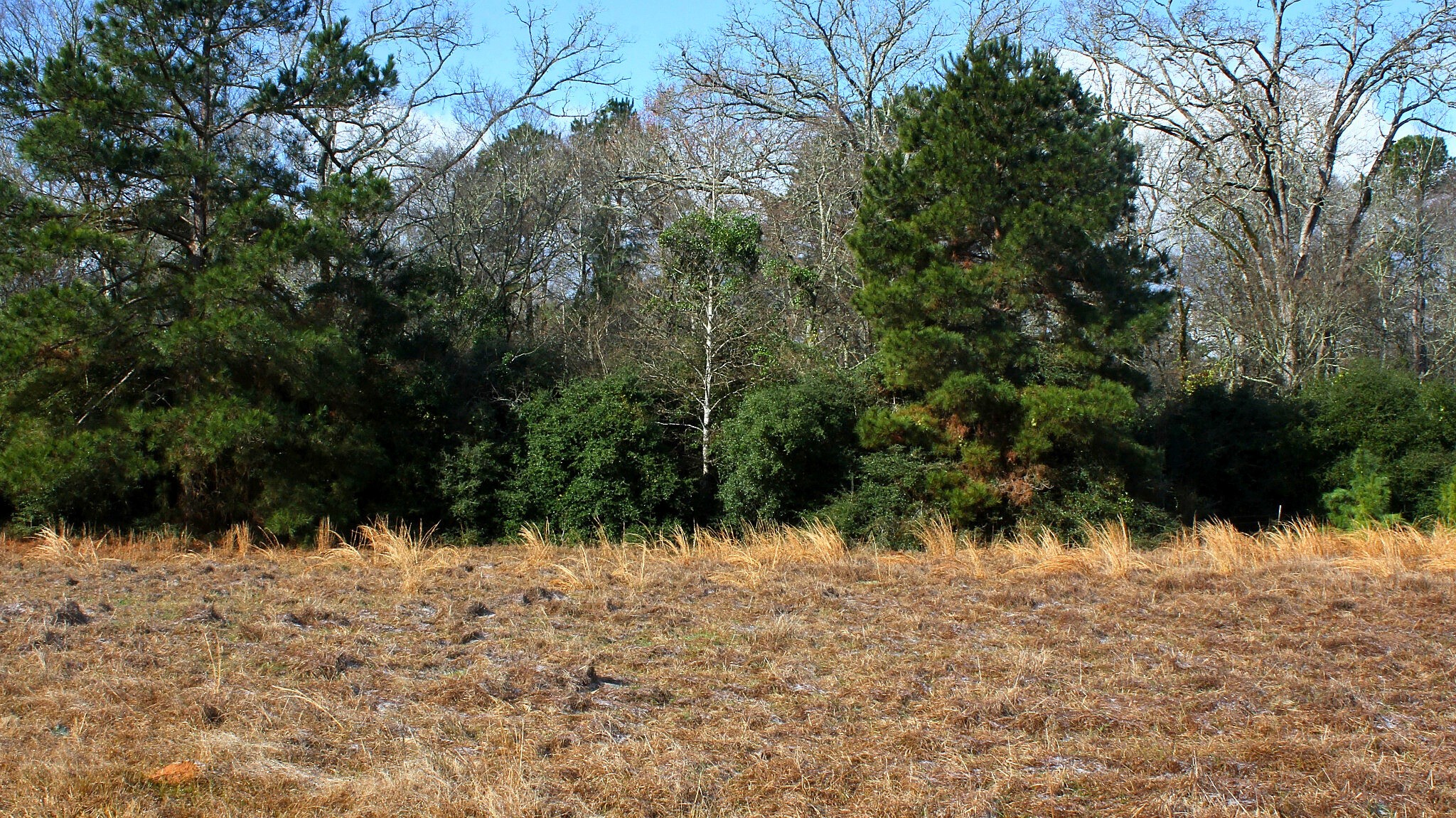 Tbd La Petite Court Trinity, TX 75862 - Photo 2 of 11 a view of a yard covered in snow