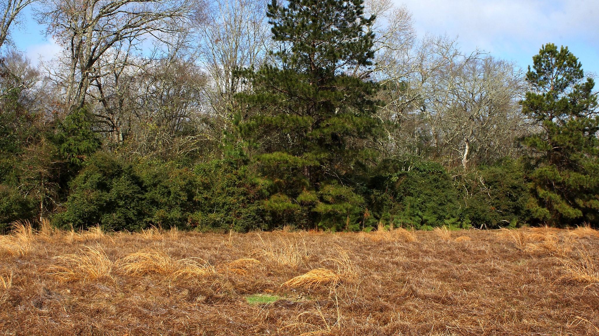 Tbd La Petite Court Trinity, TX 75862 - Photo 7 of 11 a view of a yard