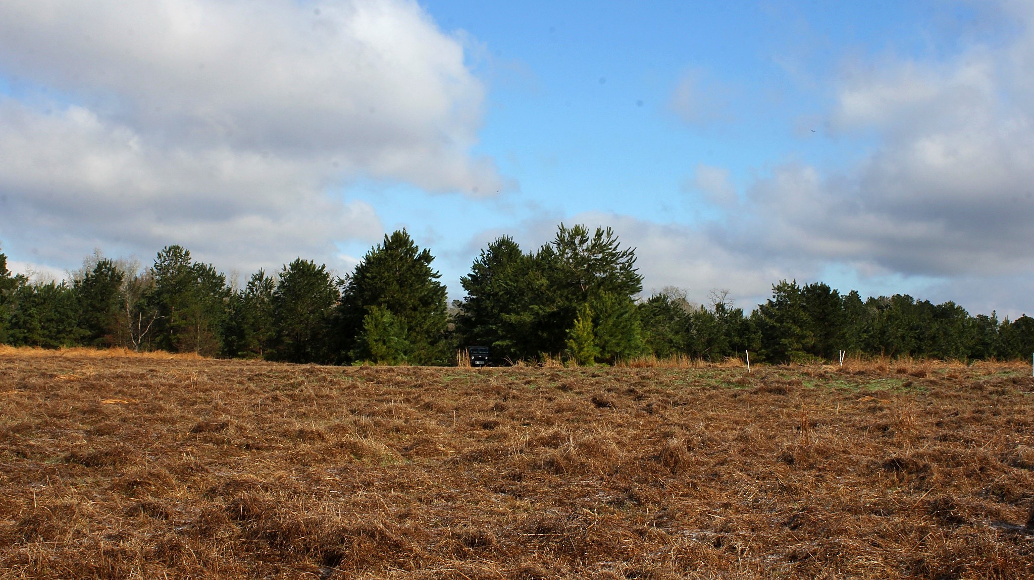 Tbd La Petite Court Trinity, TX 75862 - Photo 8 of 11 a view of a field with trees in background
