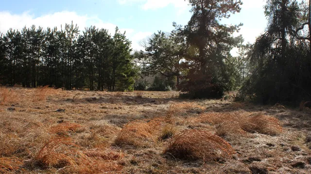 $33,000 | Tbd La Petite Court, Trinity, TX 75862