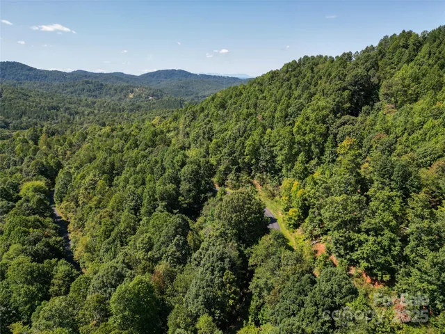 a view of a lush green forest with trees in the background
