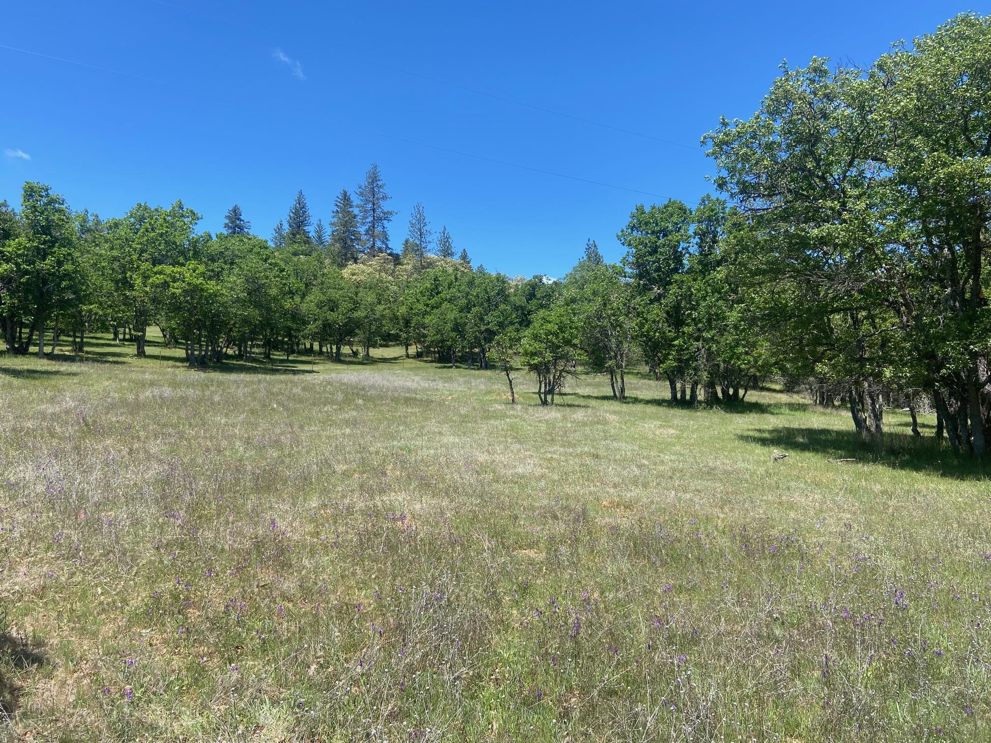 13067 Duggan Road Gold Hill, OR 97525 - Photo 10 of 11 Meadow Uphill 1