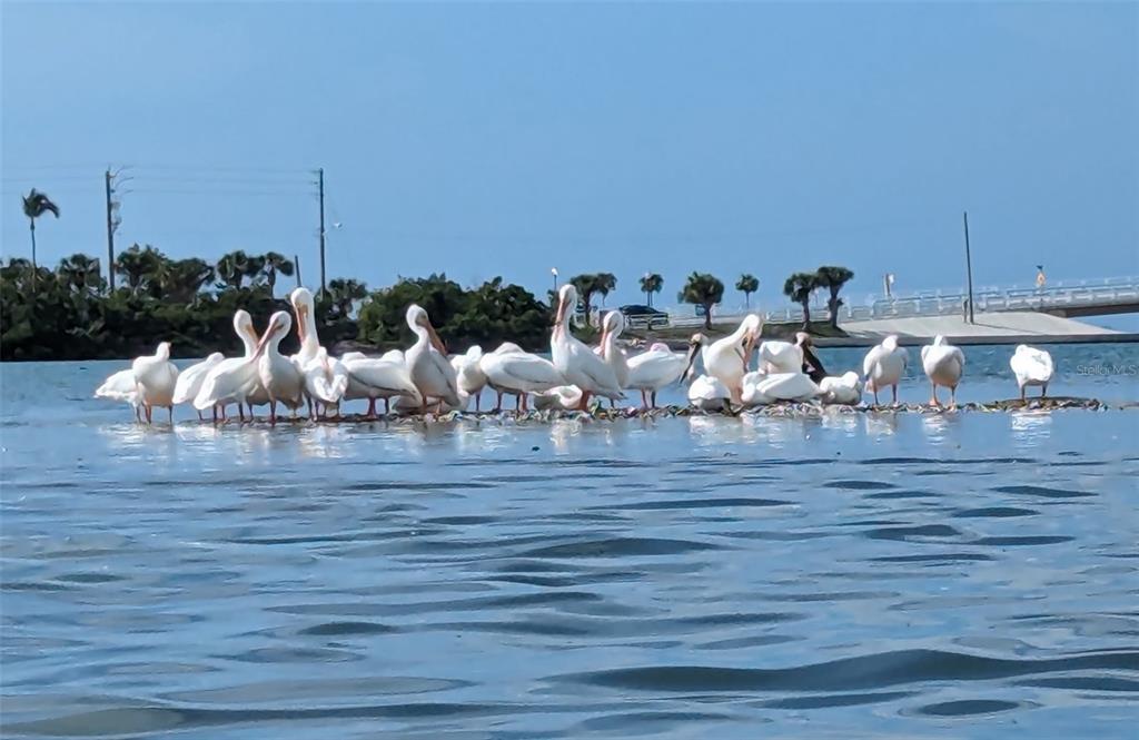 1501 Beach Road, Unit 307 Englewood, FL 34223 - Photo 10 of 45