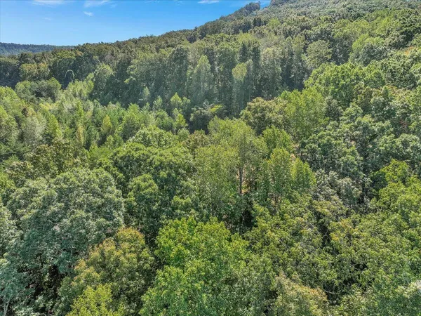 a view of a forest with a street