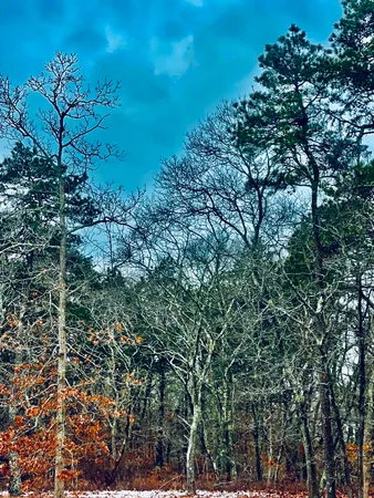 a view of a tree with a yard