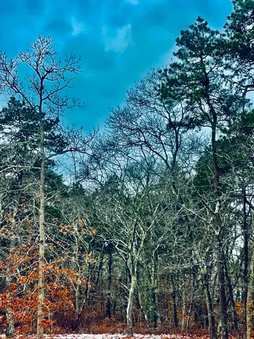 a view of a tree with a yard