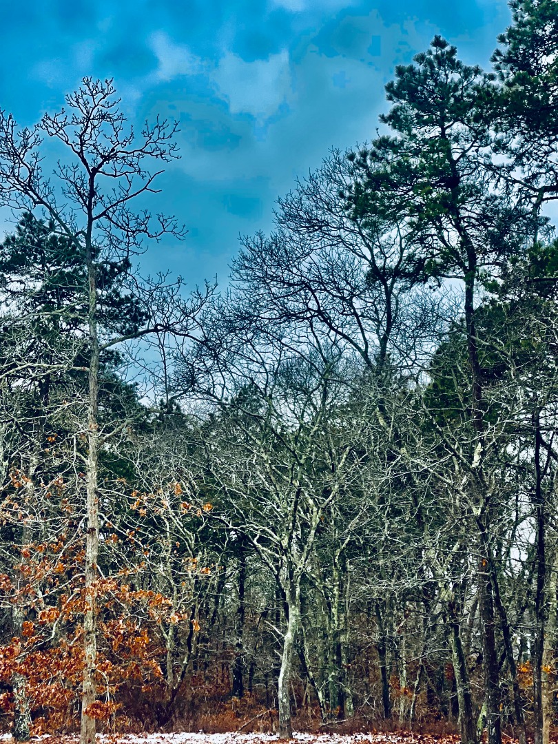 a view of a tree with a yard