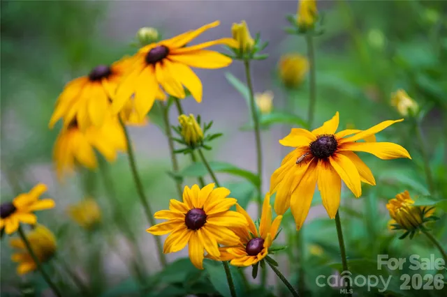 a view of a small yard